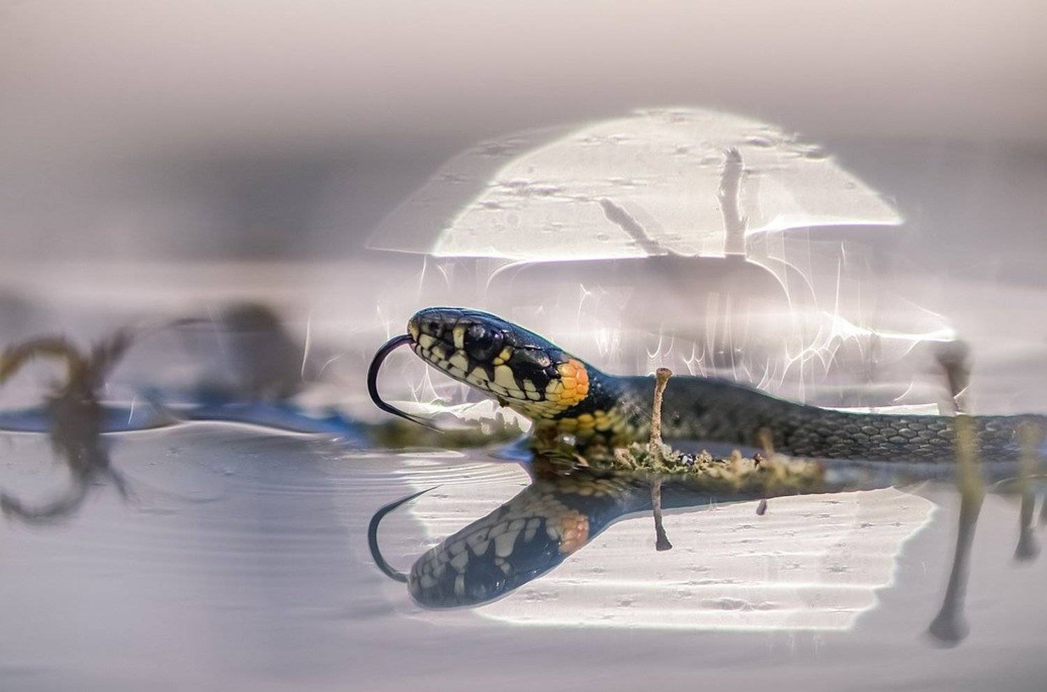 , Вячеслав Мищенко