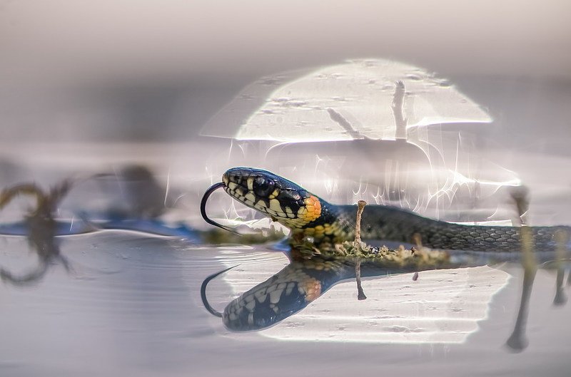 *** фото превью