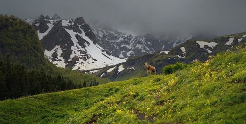 Встреча в горах