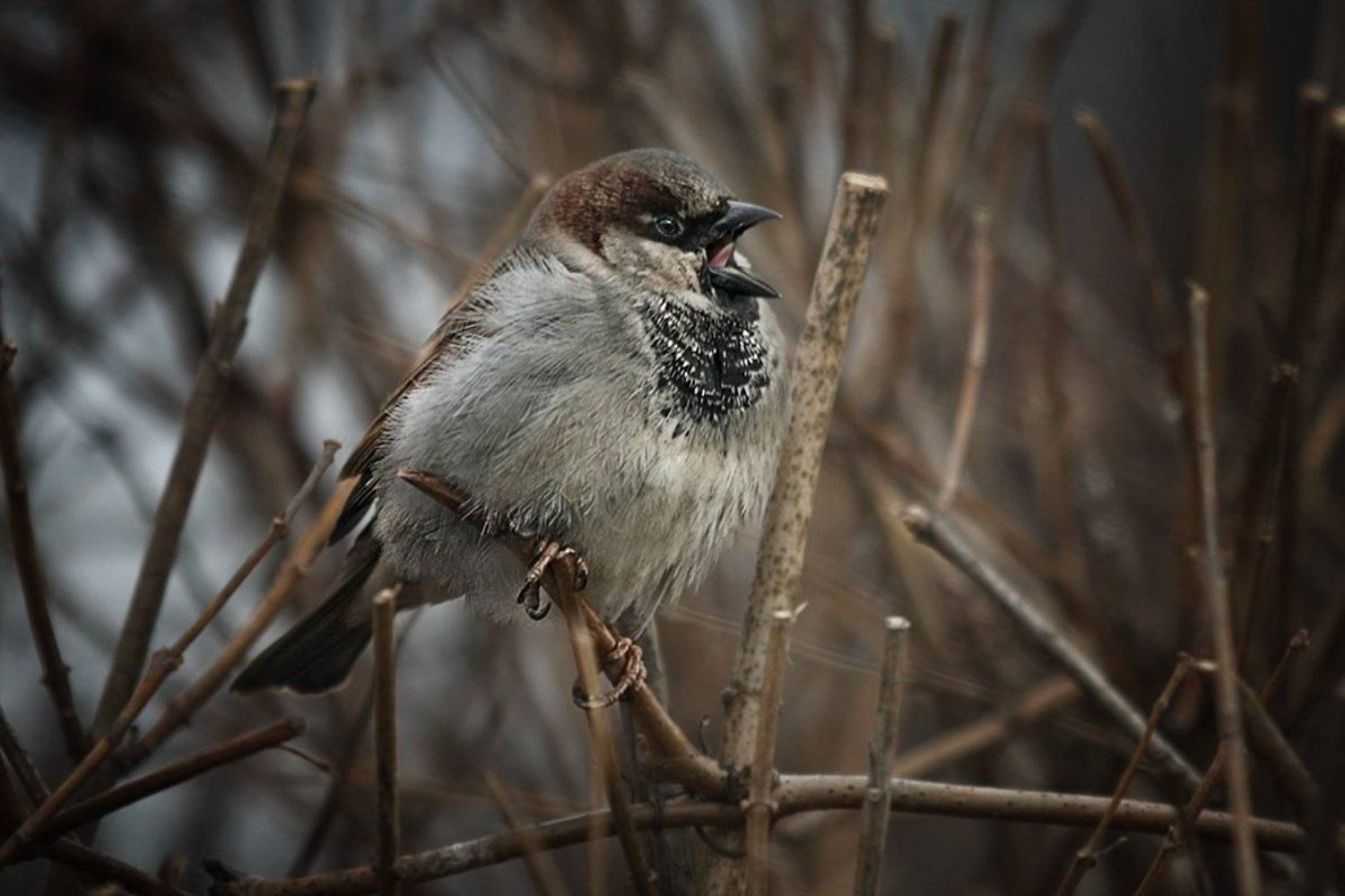 птицы, город, Vera Trandina