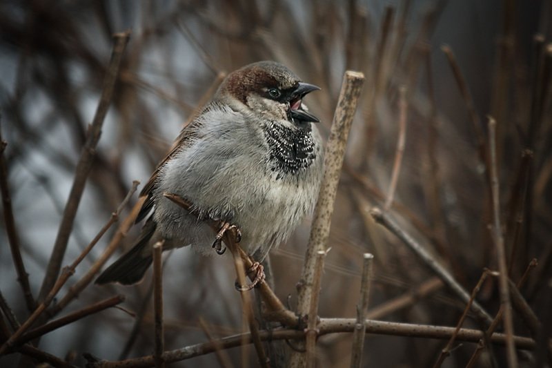 птицы, город Поговорим о весне. Московский воробей фото превью