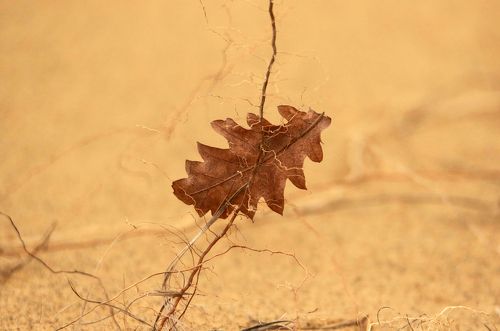 Дубовый лист..