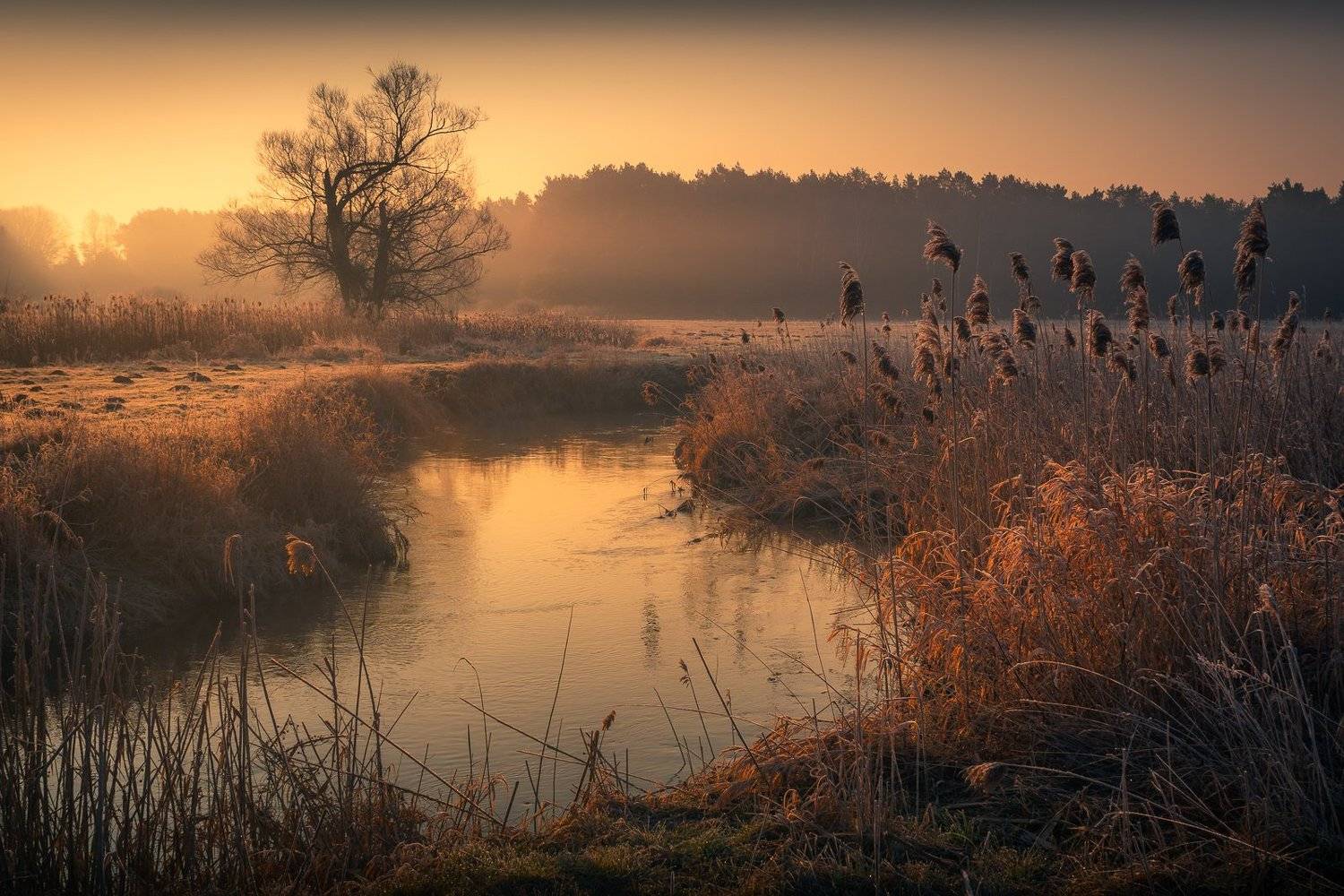jeziorka, river, sunrise, tree, water, foggy, morning, spring, sun, Artur Bociarski