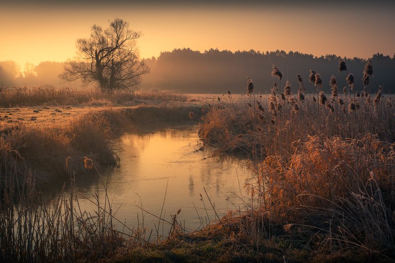 jeziorka, river, sunrise, tree, water, foggy, morning, spring, sun Jeziorka river фото превью