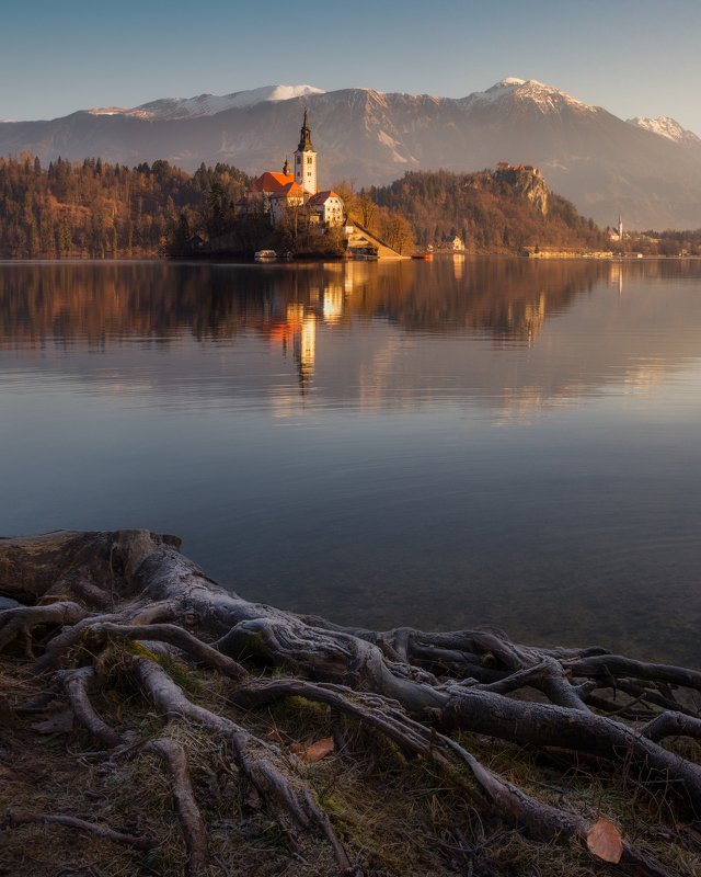 утро, вода, рассвет, отражения, церковь, Словения, Блед, озеро Корни озера Блед фото превью
