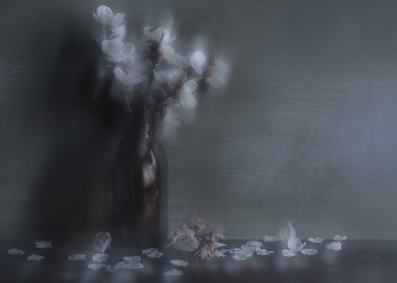 цветки абрикоса, Владимир Тузлай