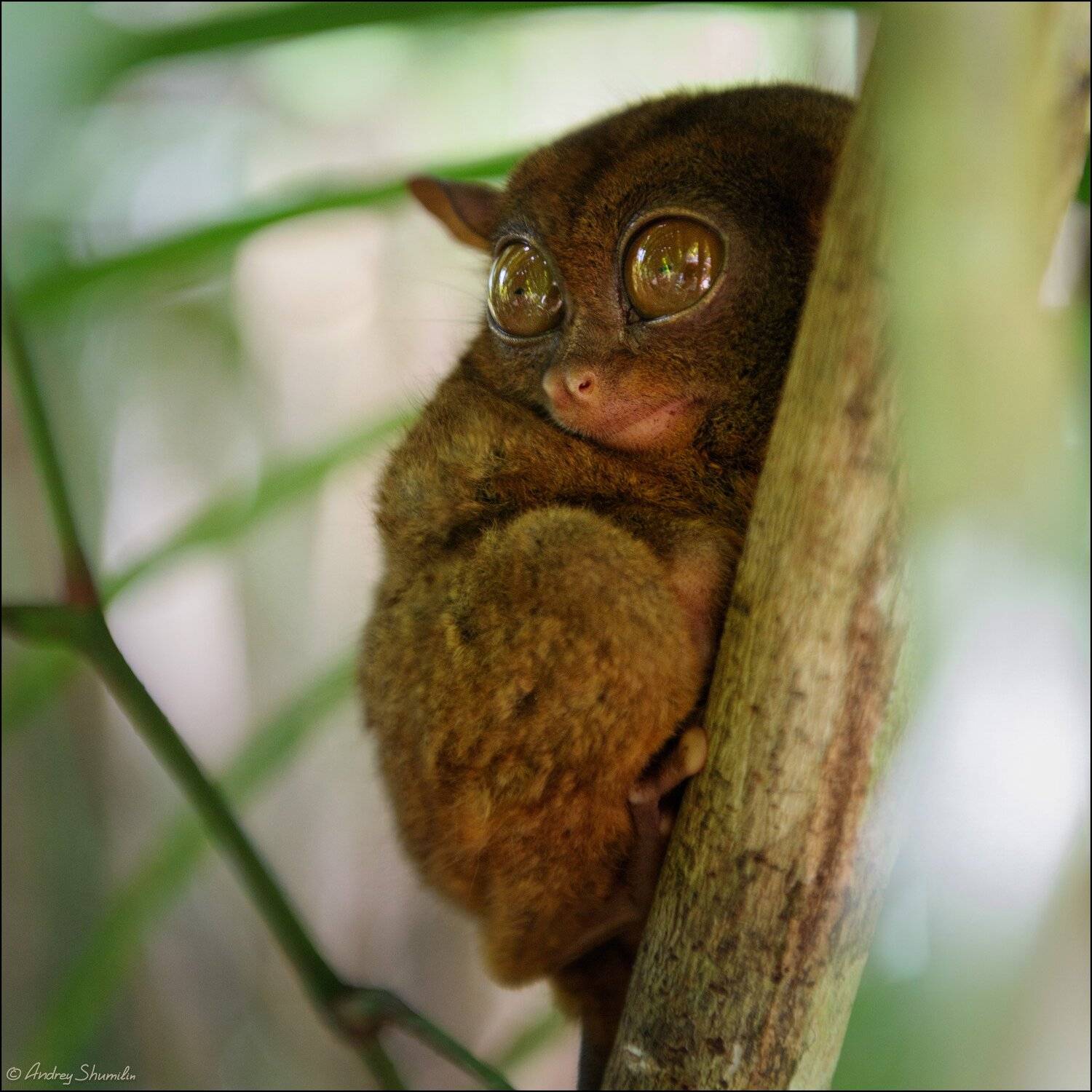 , Андрей Шумилин