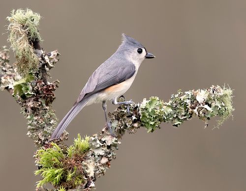 Tufted Titmouse -Острохохлая синица