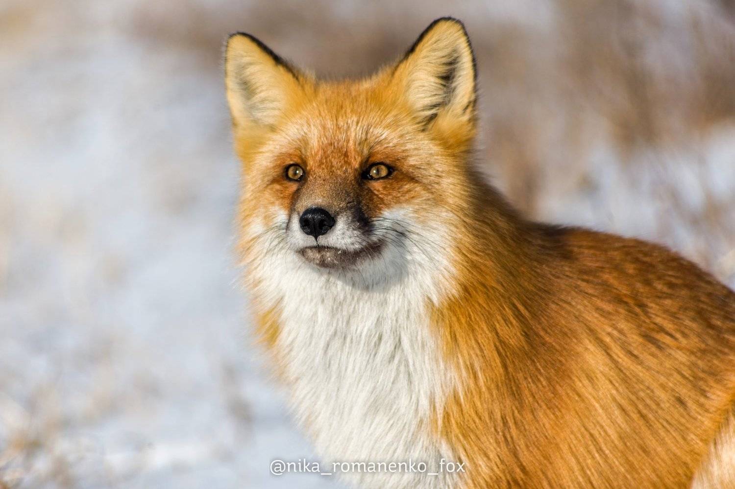 лиса, лисы, животные, снег, зима, animals, fox, foxes, animal, лис, red fox, forest, лес, Вероника Романенко