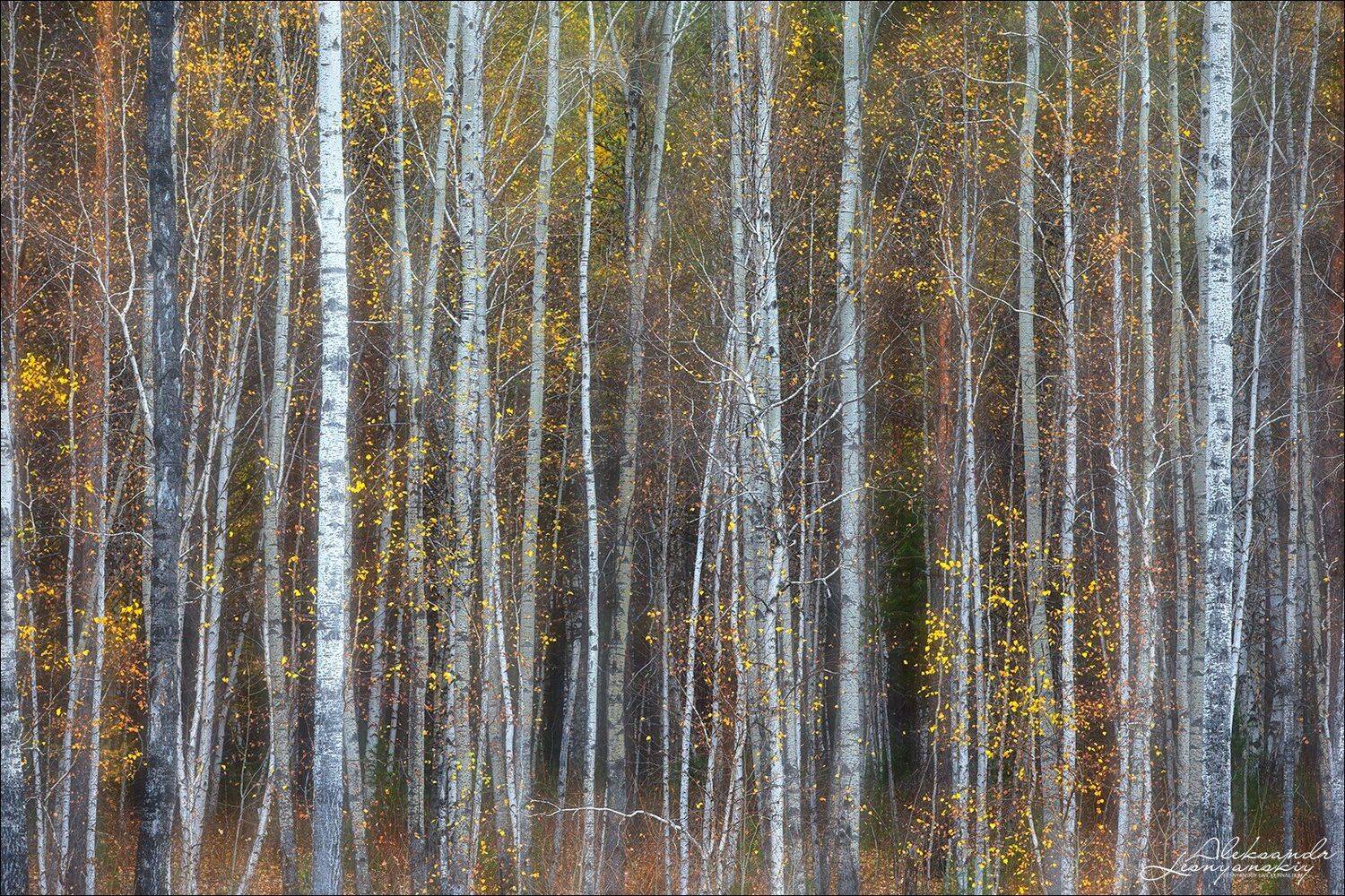 забайкальский край, Александр Леснянский