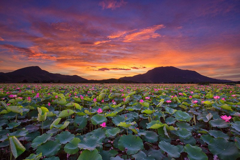 Dawn, on the way the lotus фото превью