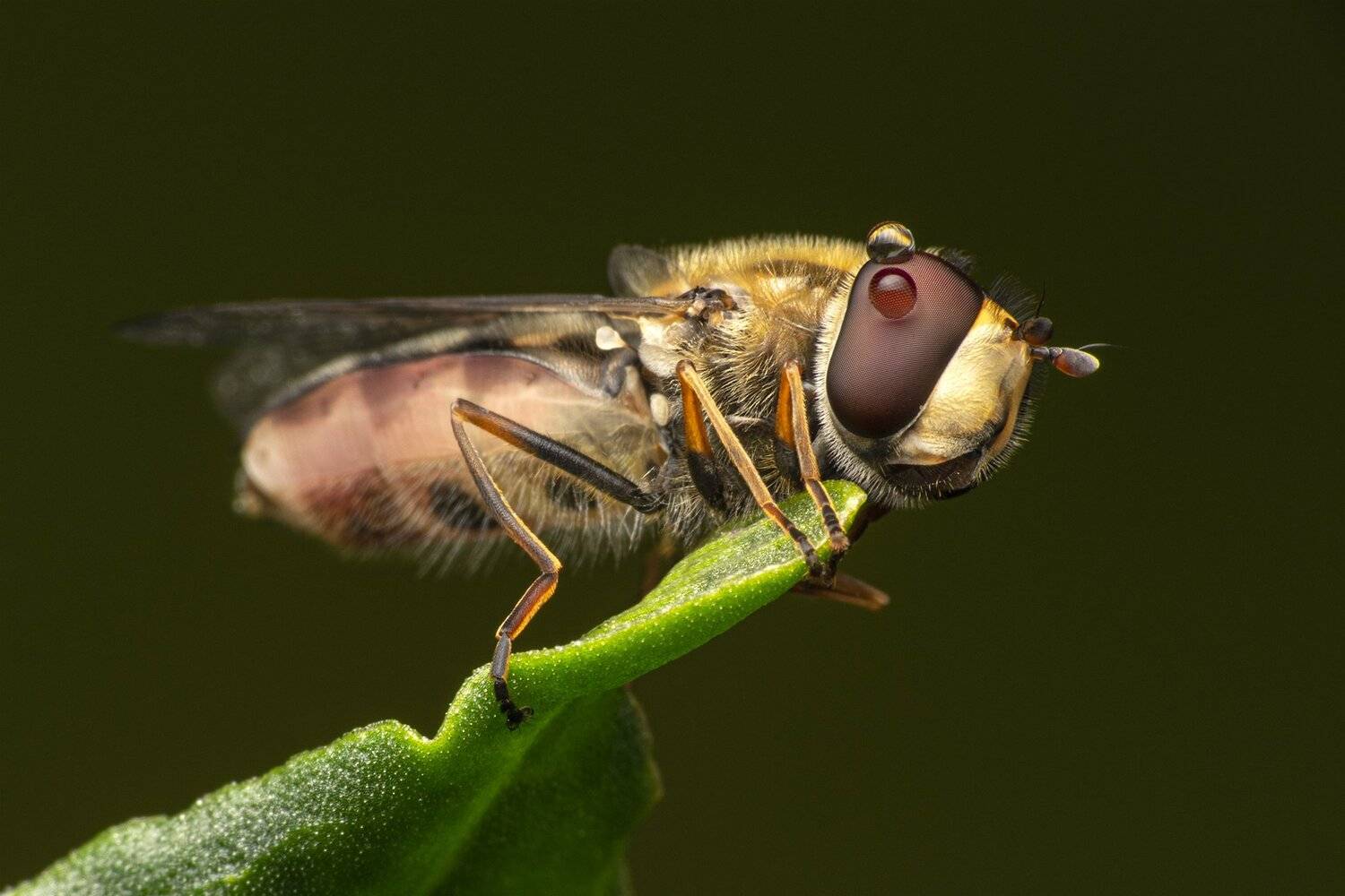 ceclii, macro, nikon d3400, Tsvetan Ganev