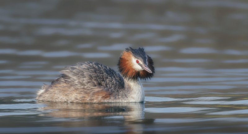 Чомга фото превью