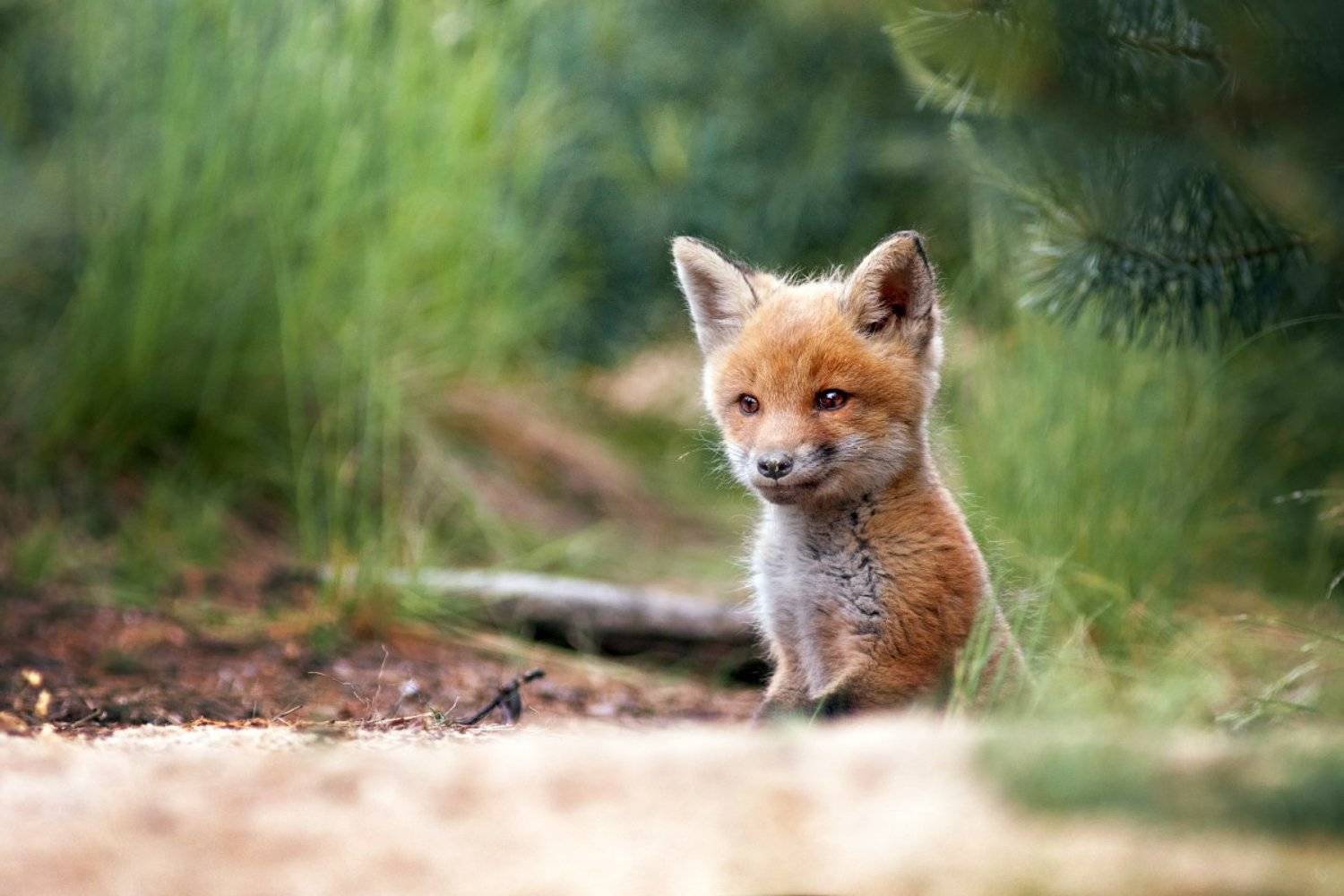 fox, wildlife, forest, burrow, Wojciech Grzanka