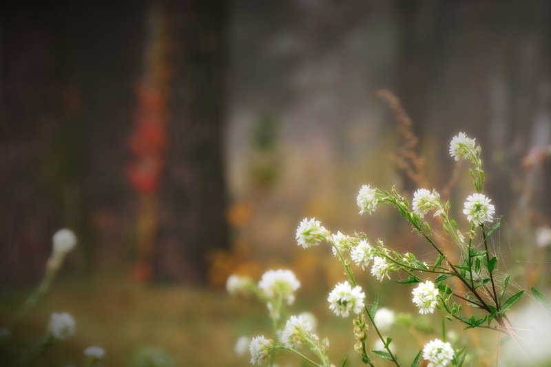 вечер осень лес туман Осенняя фото превью