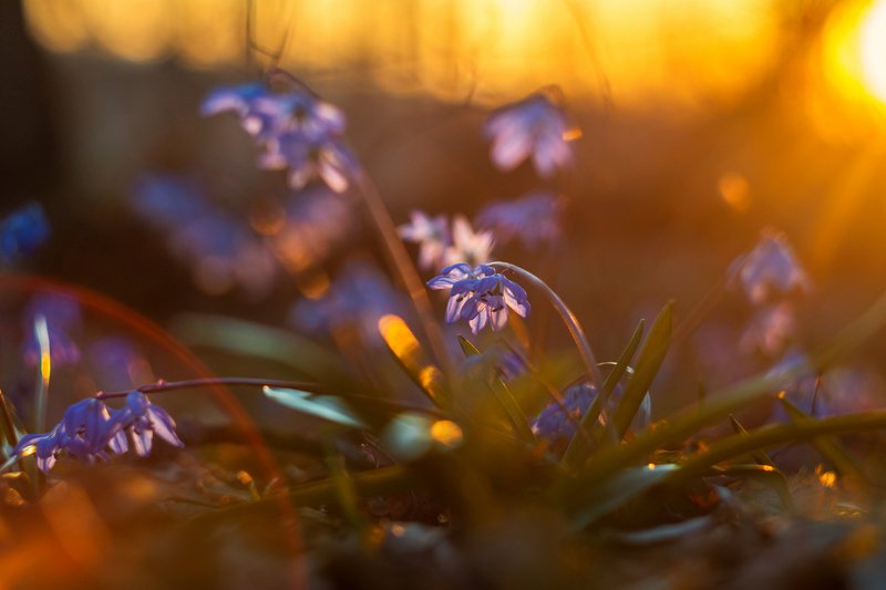 весенний лес,пролески,подснежники,весна Весны дыхание фото превью