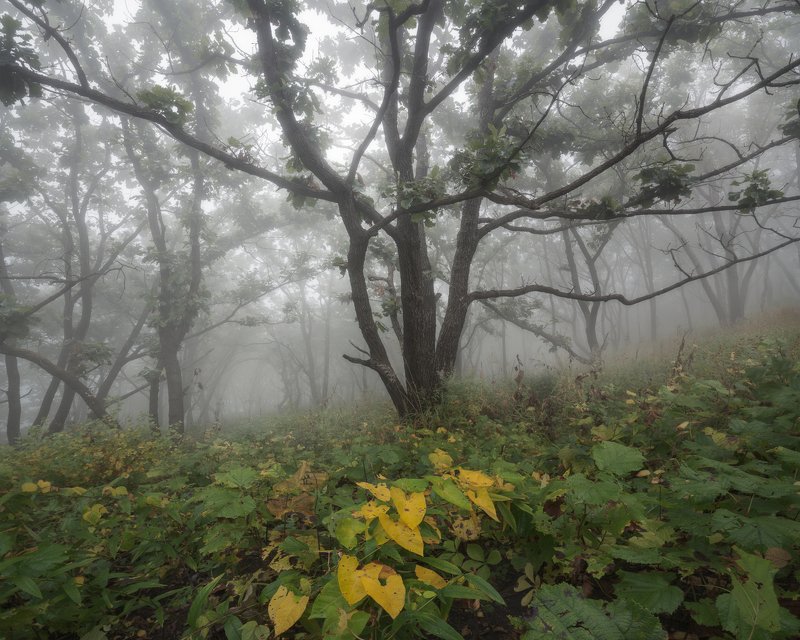 Misty Oaks фото превью