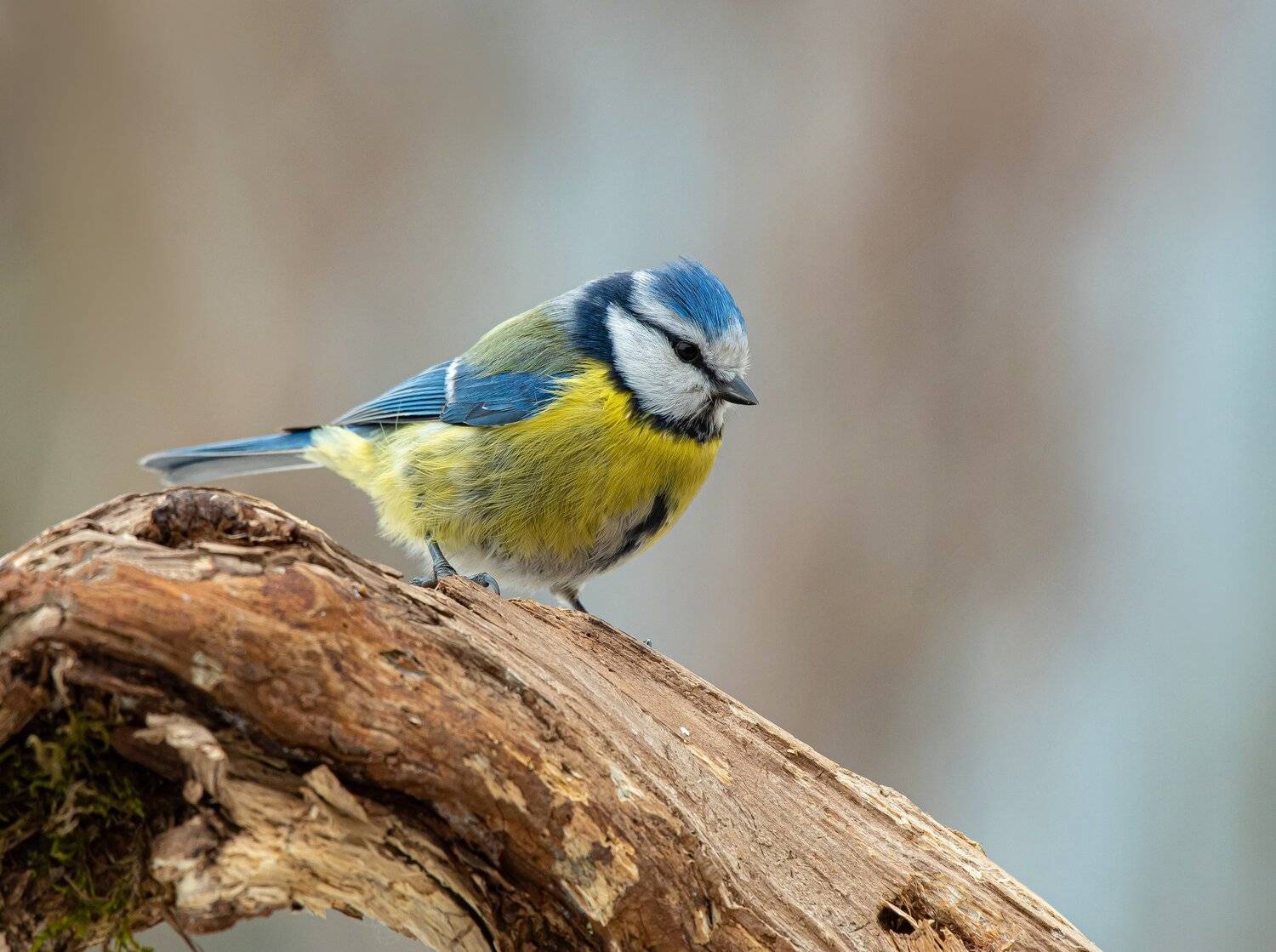 птицы,природа, весна, Андрей Киселёв