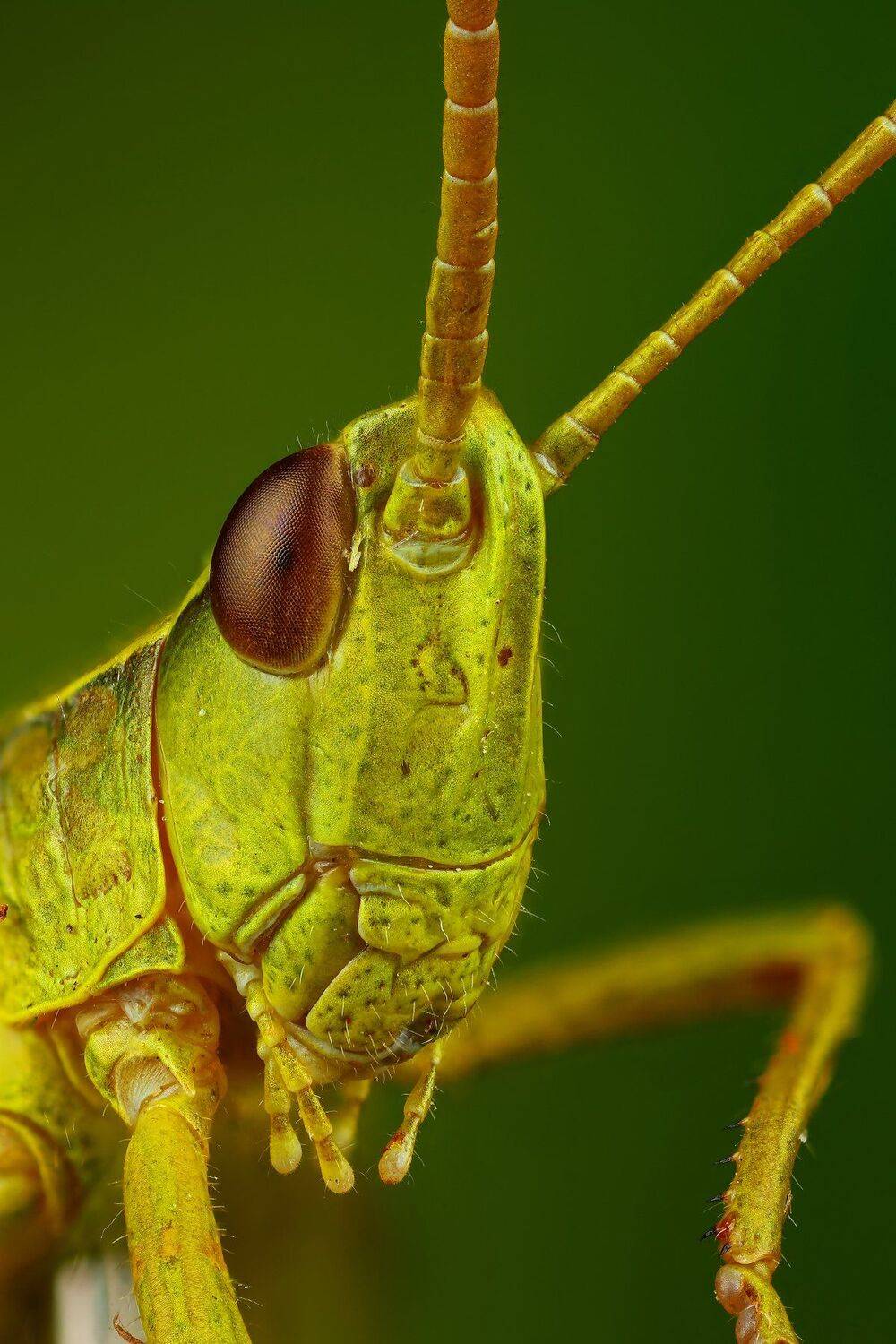 кузнечик,макро,природа,усы,цвет,зеленый,портрет, Андрей Шаповалов