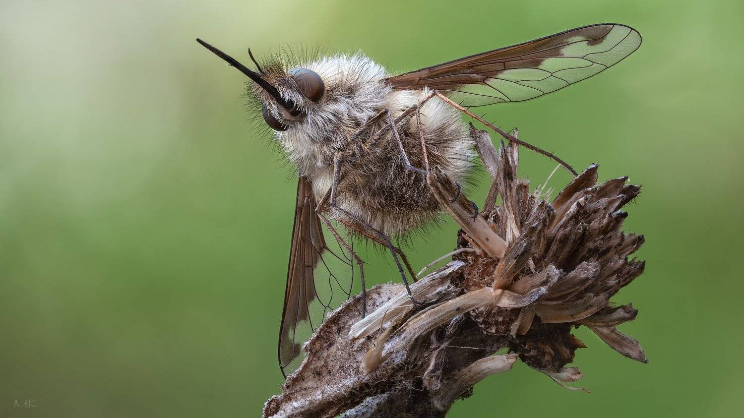 муха, жужжала ,bombyliidae, Miron Karlinsky