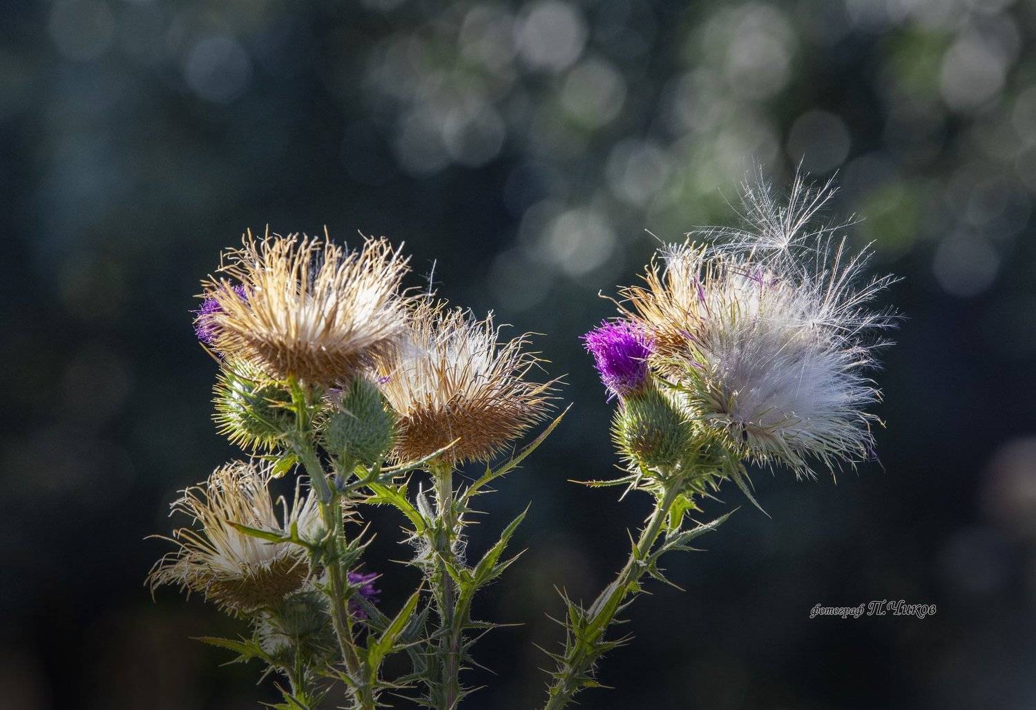 колючка, петр чиков