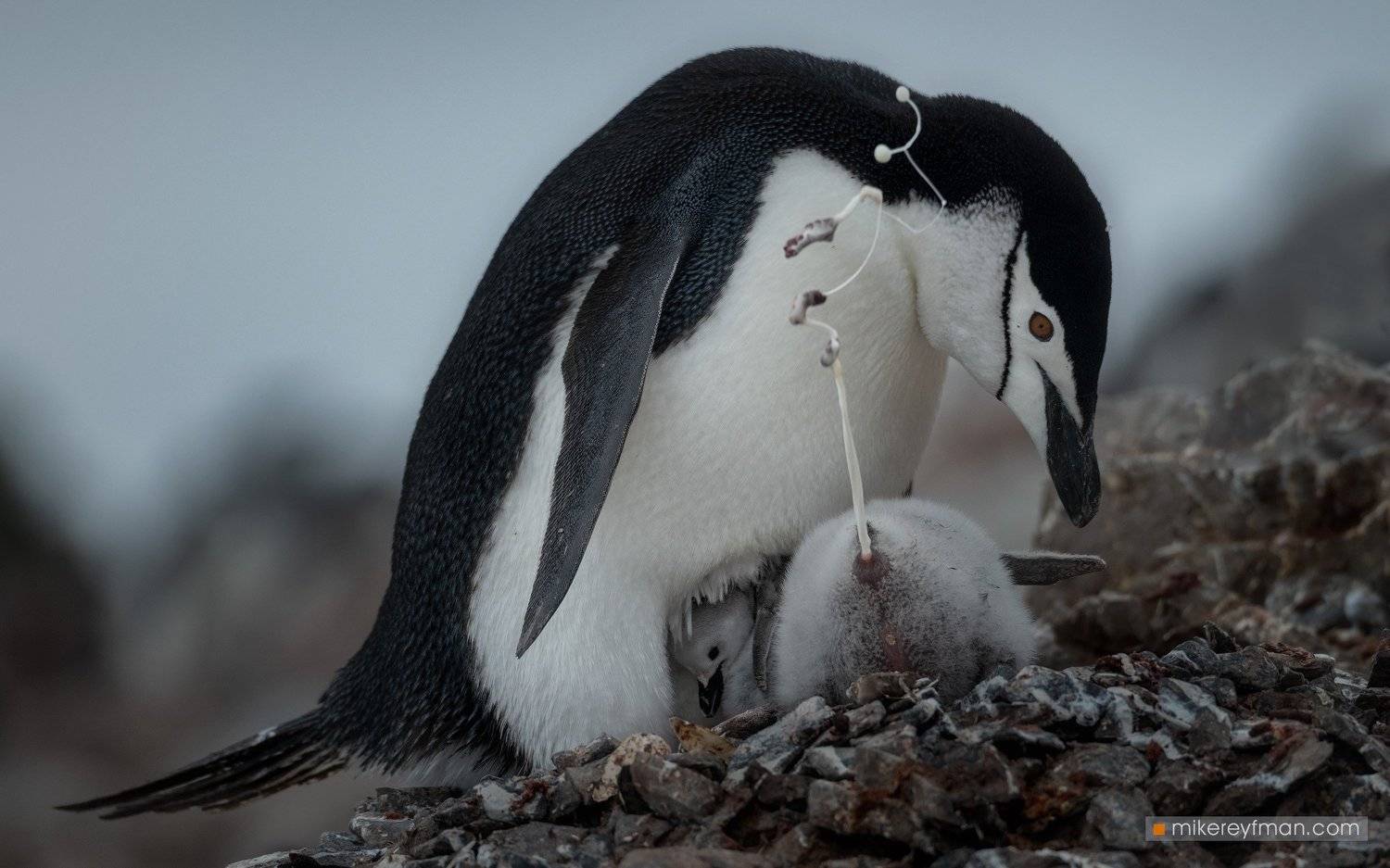 coronavirus, toilet paper, infodemic, chinstrap penguins, antarctic, Майк Рейфман