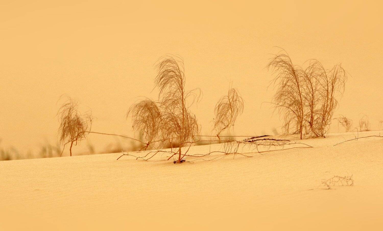 песок,песчаная гора,сарыкум,жёлтые пески,дагестан,заповедник., Marat Magov