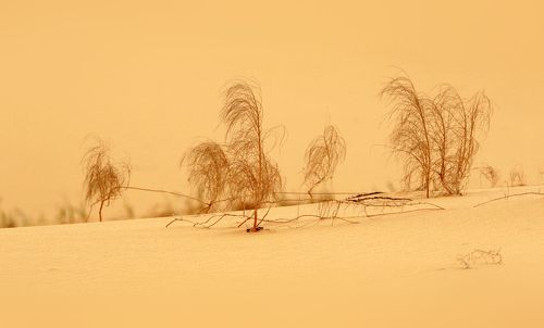 Сары кум.. (Жёлтые пески..)