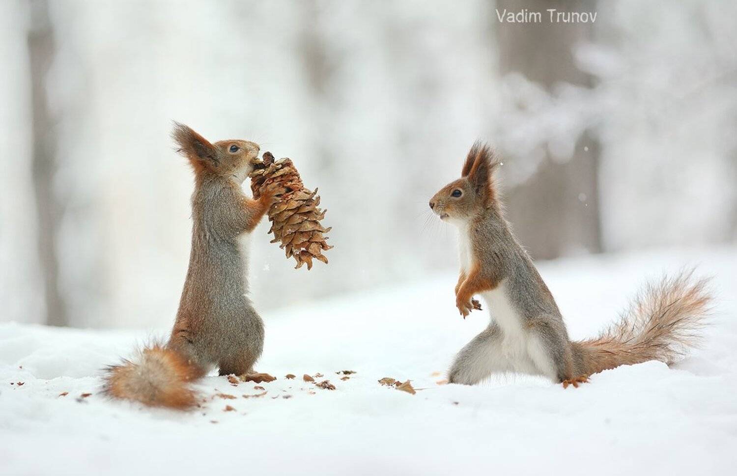 белка, шишка, зима, squirrel, Вадим Трунов