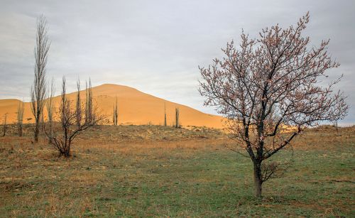 Весенний первоцвет..