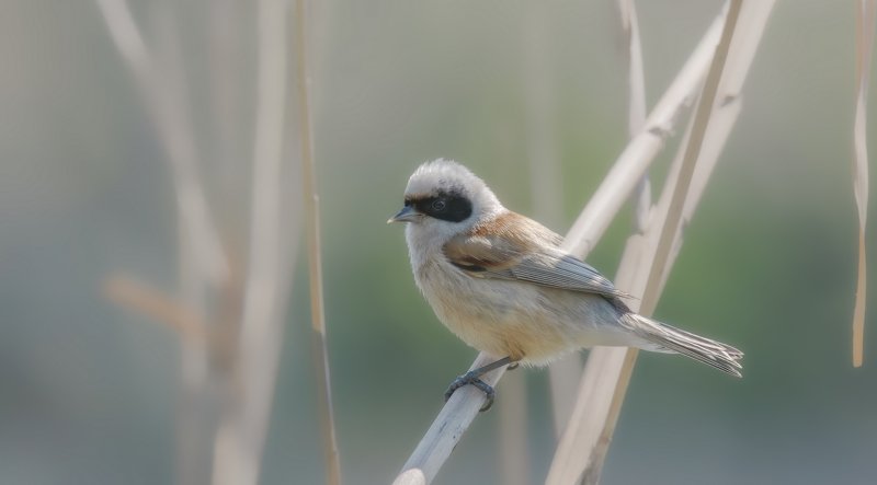 ПРО РЕМЕЗА В КАМЫШЕ фото превью