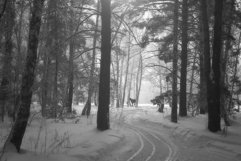 в зимнем лесу фото превью