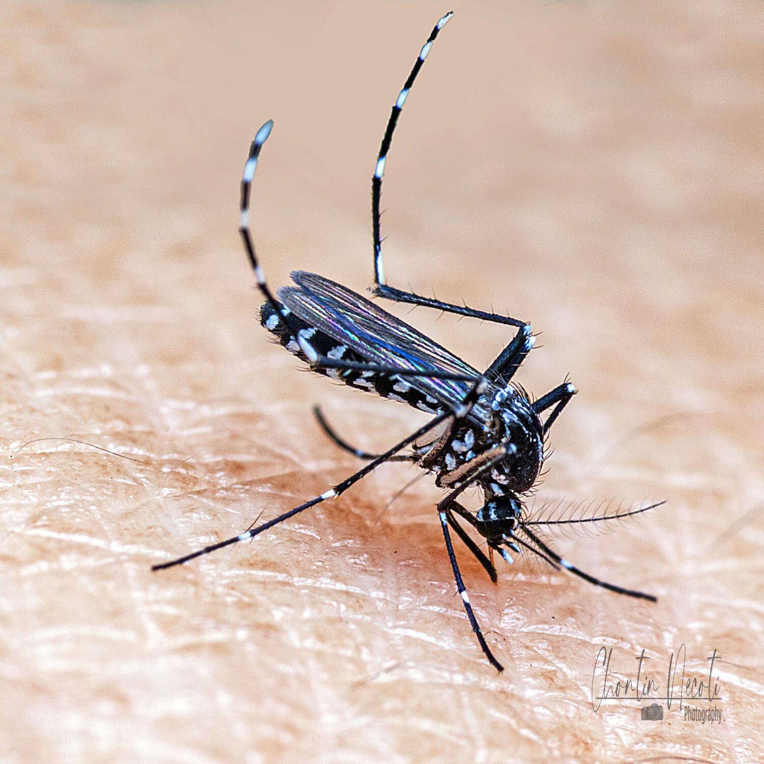 Mosquito, small, macro, blood, close up, nature, natural, outdoor, hand, insect, fly, NeCoTi ChonTin