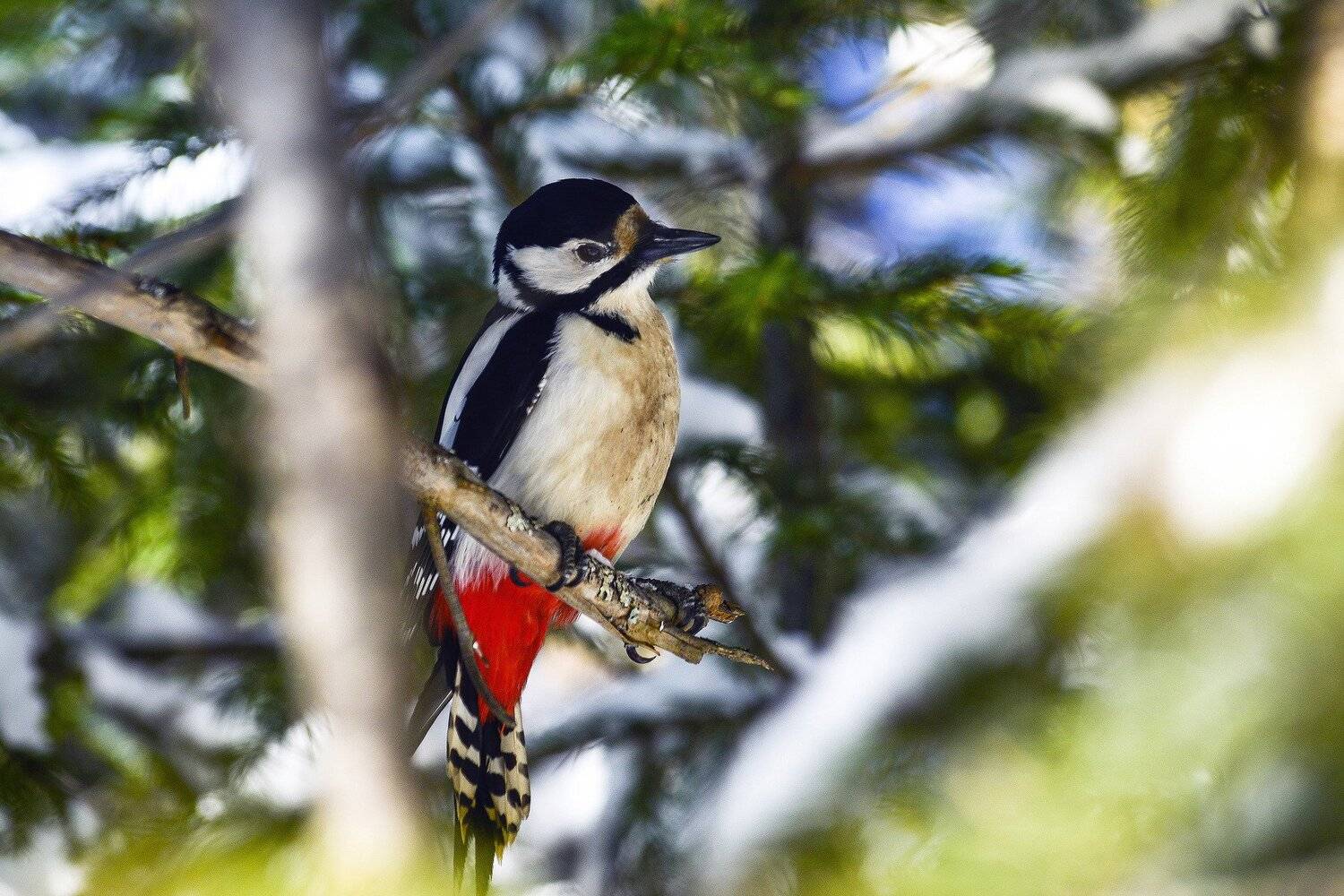 , Андрей Шарапов