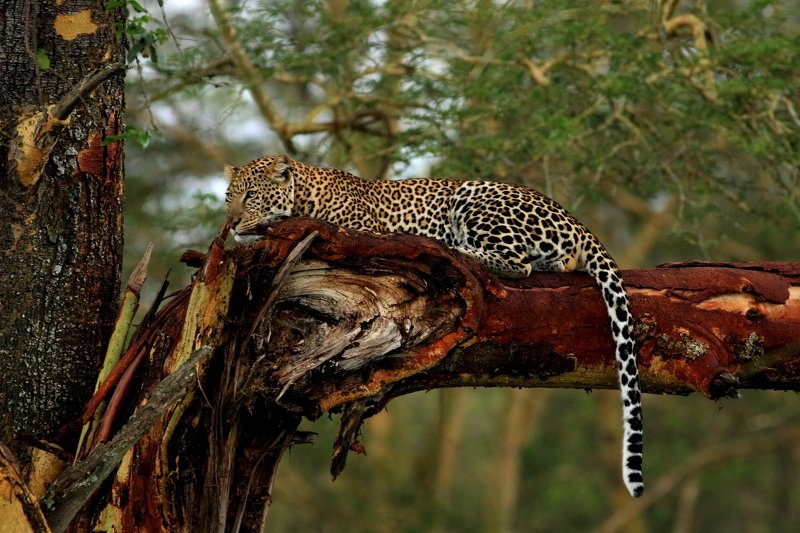 spotted prince фото превью