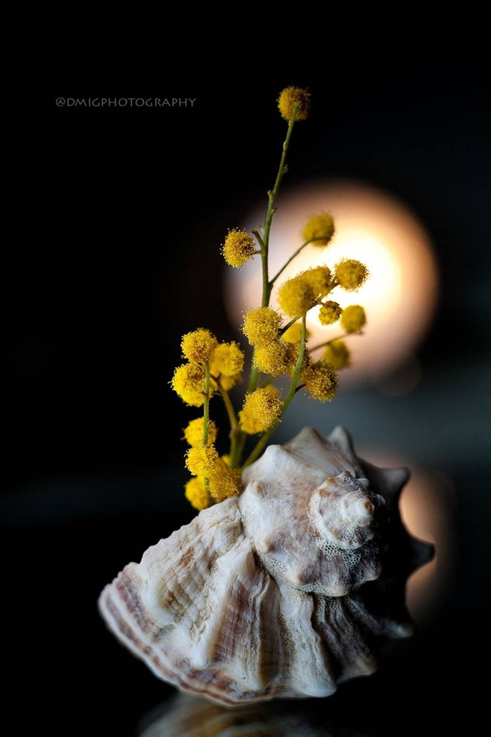 macro, helios44_2, Дмитрий Гусалов