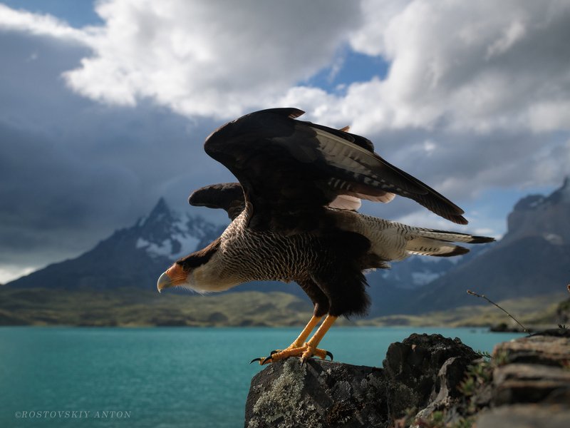 carancho, каракара, фототур, патагония, Чили, Аргентина, птицы, старт, движение, triplaunch, patagonia, start фото превью