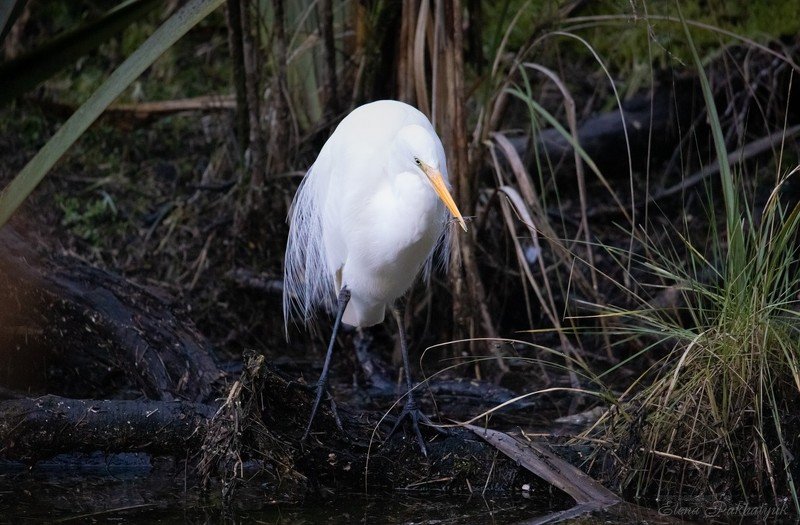 природа,новая зеландия,белая цапля,цапля,птицы,животные,фототур,бердвочинг Белая цапля на охоте фото превью