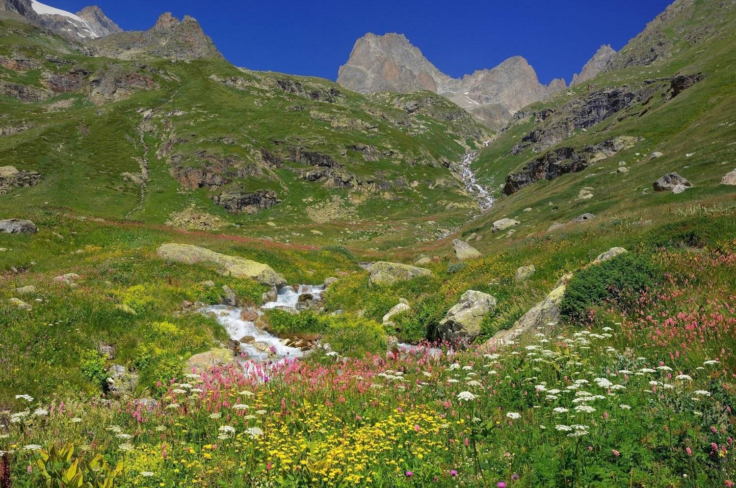 горы кавказ лето цветы, Александр Жарников