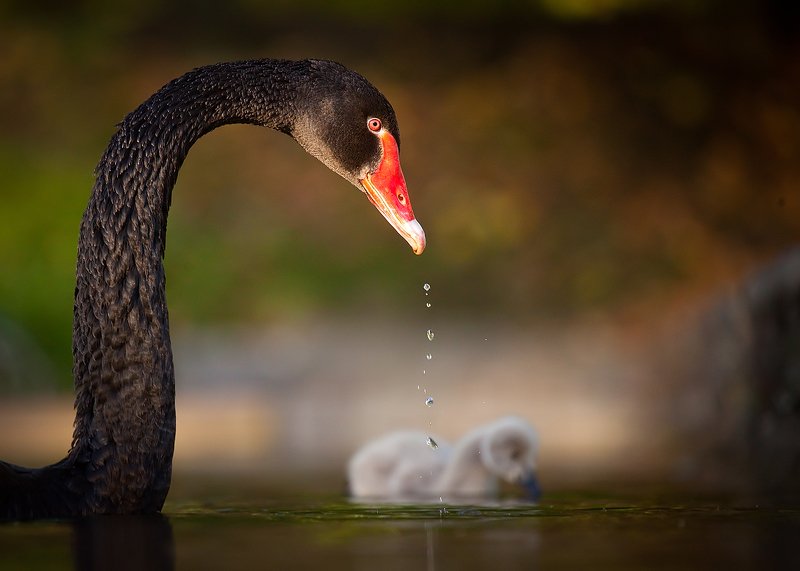Black swan фото превью
