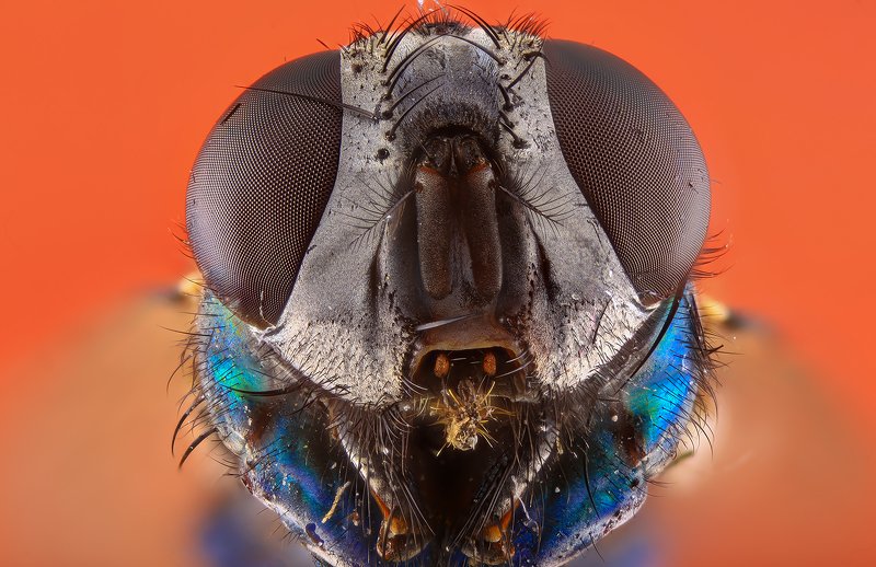 насекомое муха  фото превью
