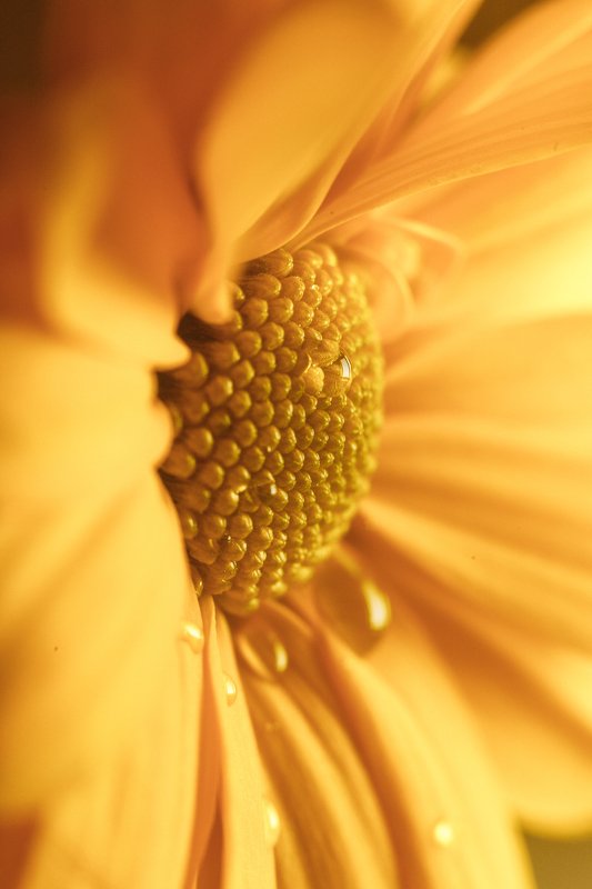 цветок, макро, капля, жёлтый, flower, macro, drop, yellow Желтизна фото превью