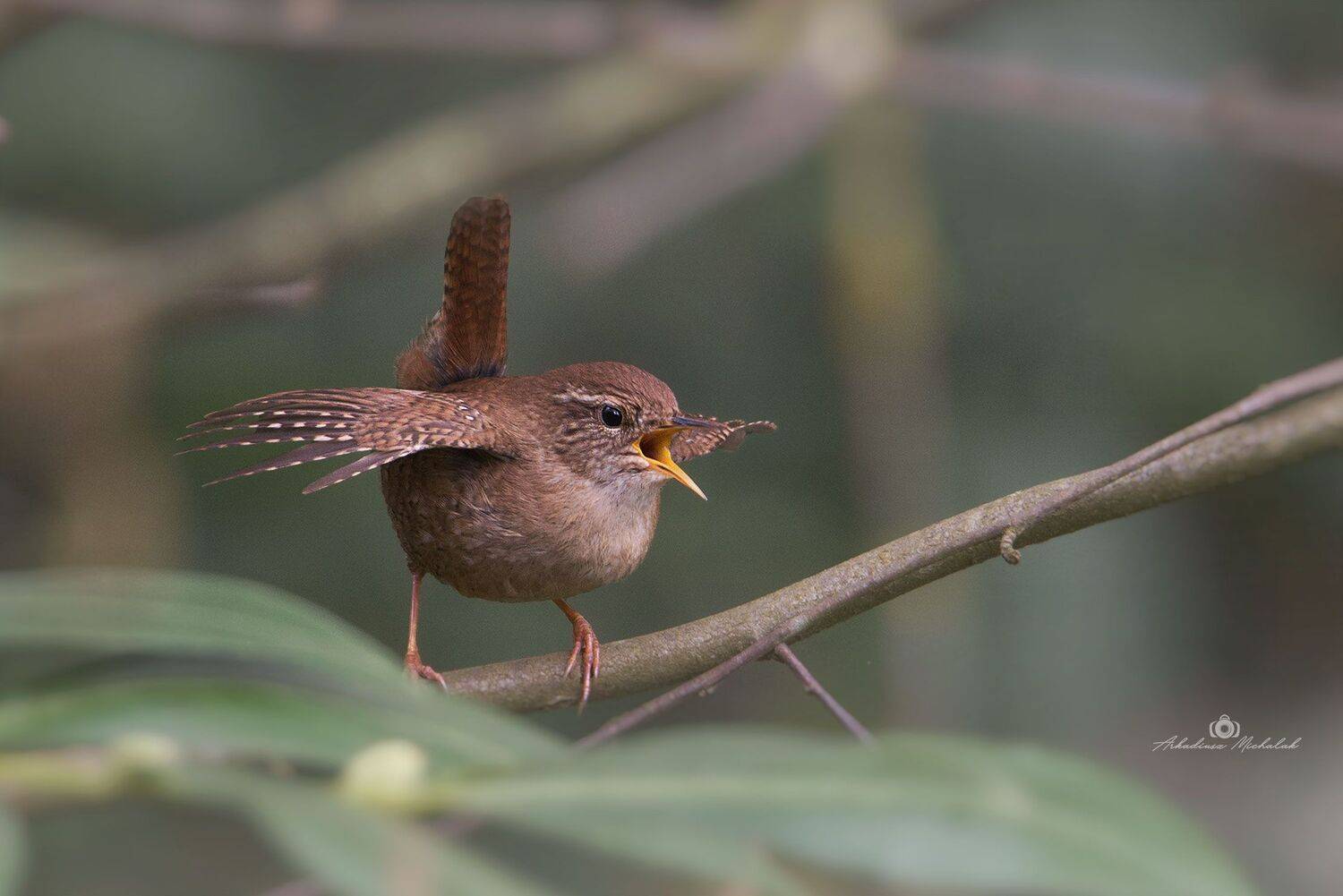 , Arkadiusz Michalak