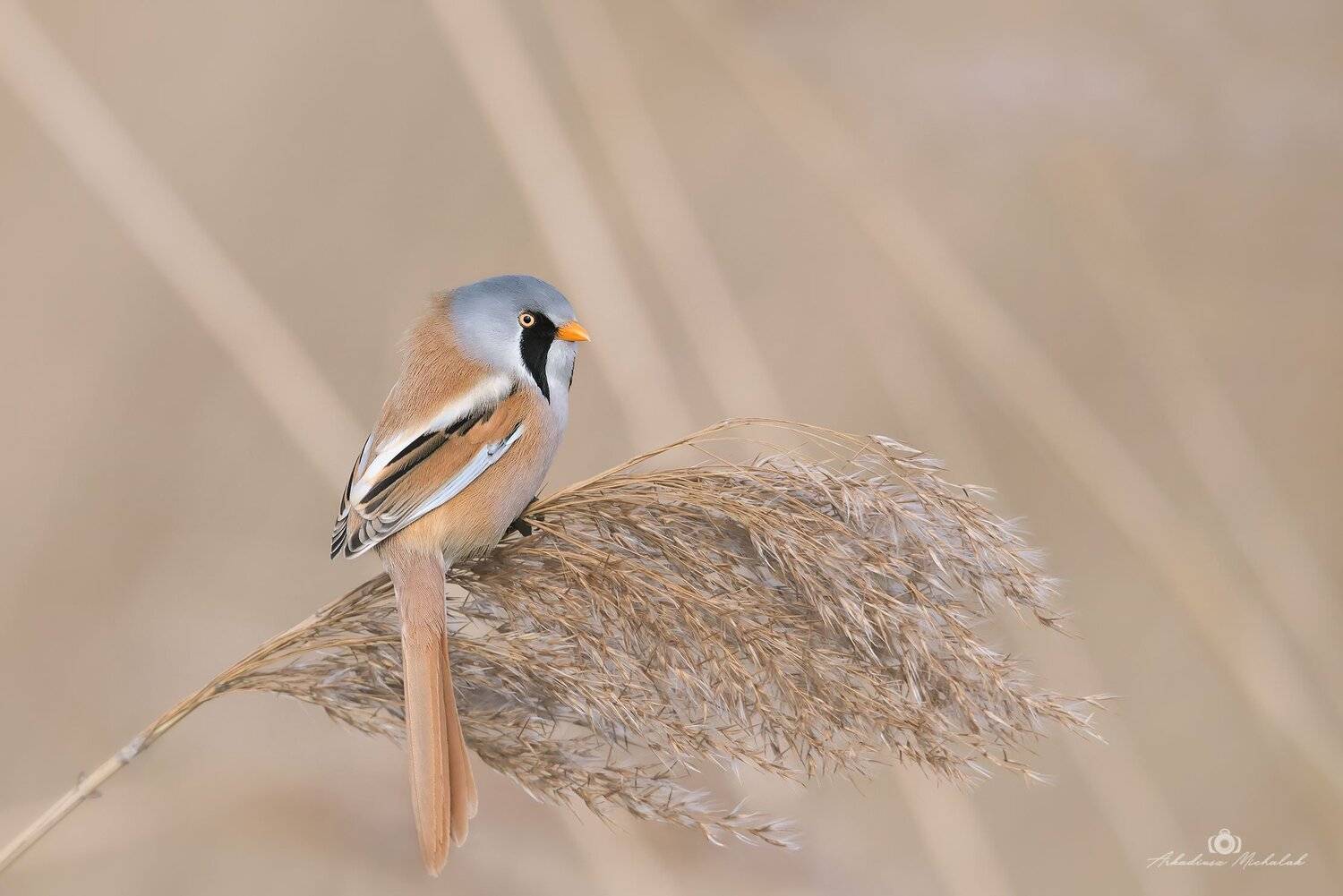 , Arkadiusz Michalak