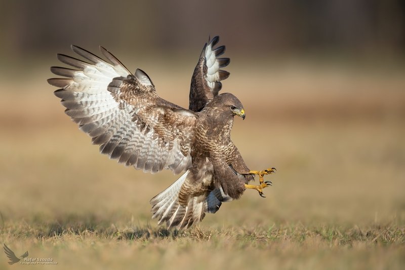 Myszołów, Common Buzzard (Buteo buteo) ... фото превью