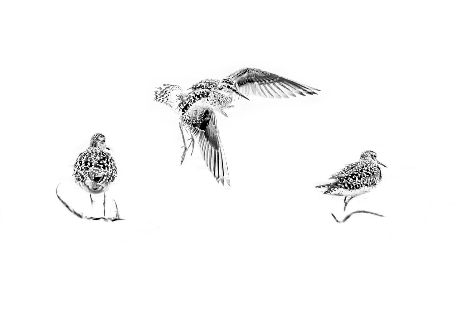 Москва река, фифи, полёт, рывок, птица в прыжке, весна, чб, чёрно-белое фото, птицы в чб, птица в полёте, динамика, минимализм, обработка под рисунок, Ксения Соварцева