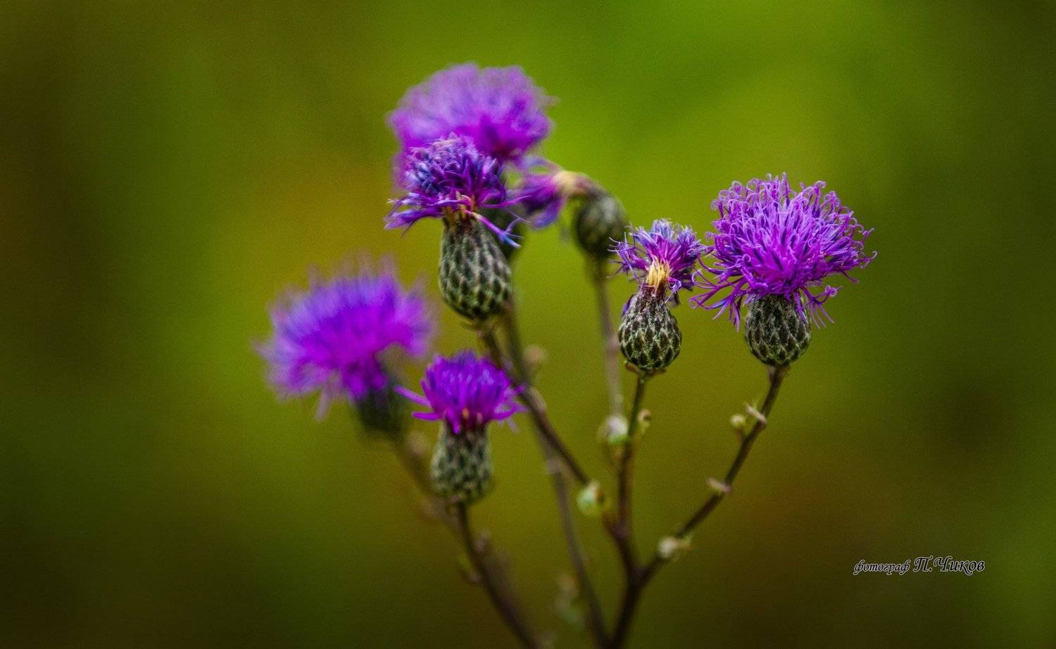 колючка, петр чиков