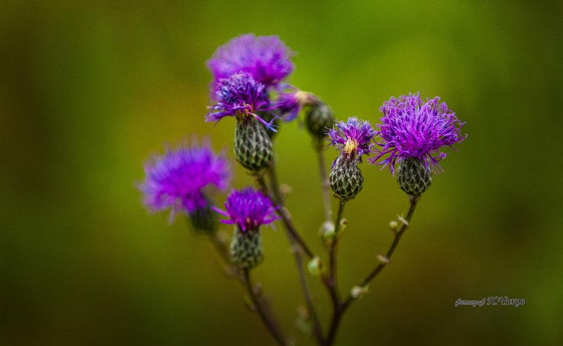 колючка колючка 2 фото превью