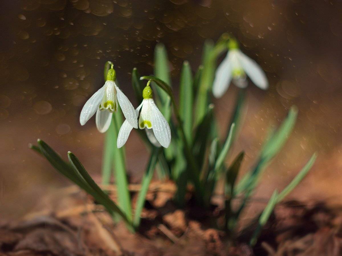 , Галина Горькавая