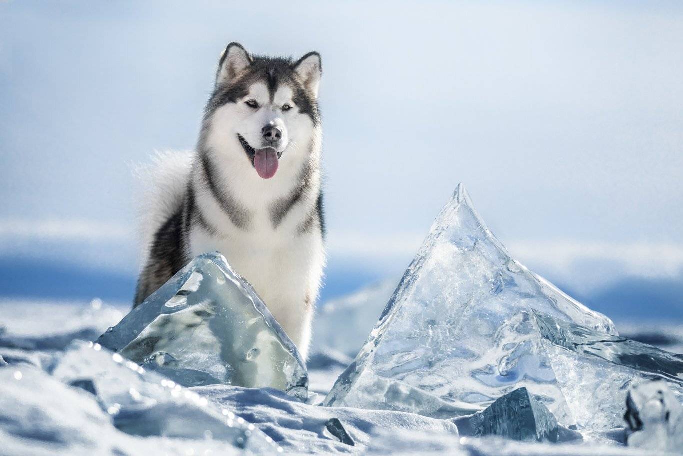 , Андрей Ершов